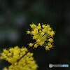 線香花火を彷彿させ！