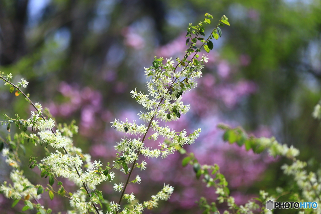 春の花木１「白花トキワマンサク」