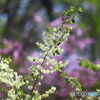 春の花木１「白花トキワマンサク」