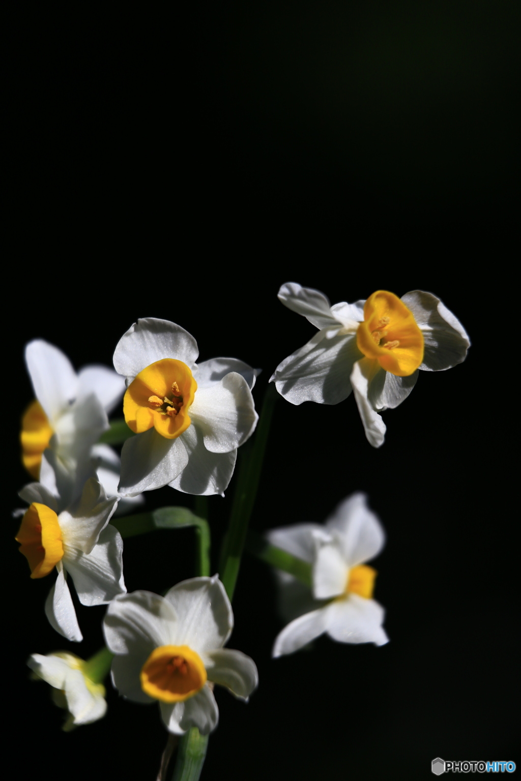 季節の花９「スイセン①」