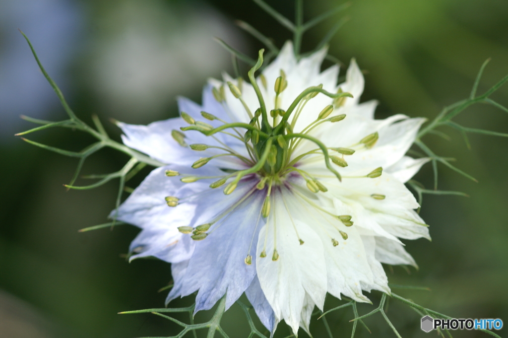 庭に咲く花84「ニゲラ＝真上より」