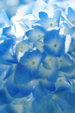 紫陽花の季節６「青い世界」