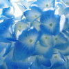 紫陽花の季節６「青い世界」