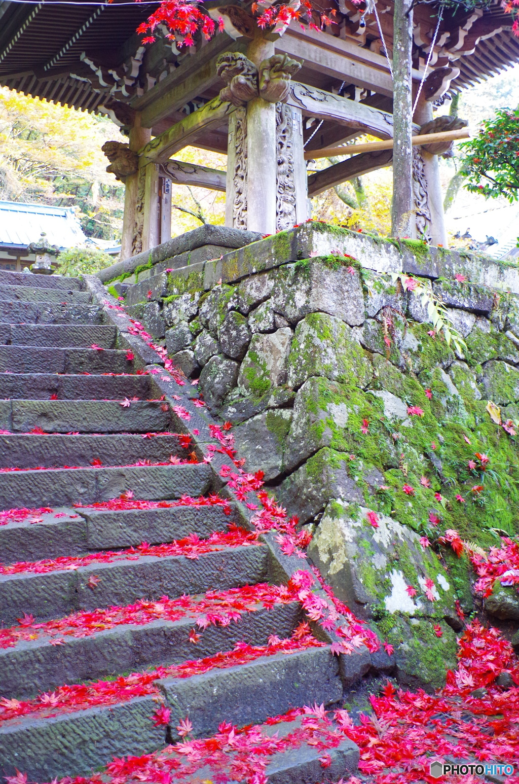 蔵出し最乗寺２「真っ赤な落葉」