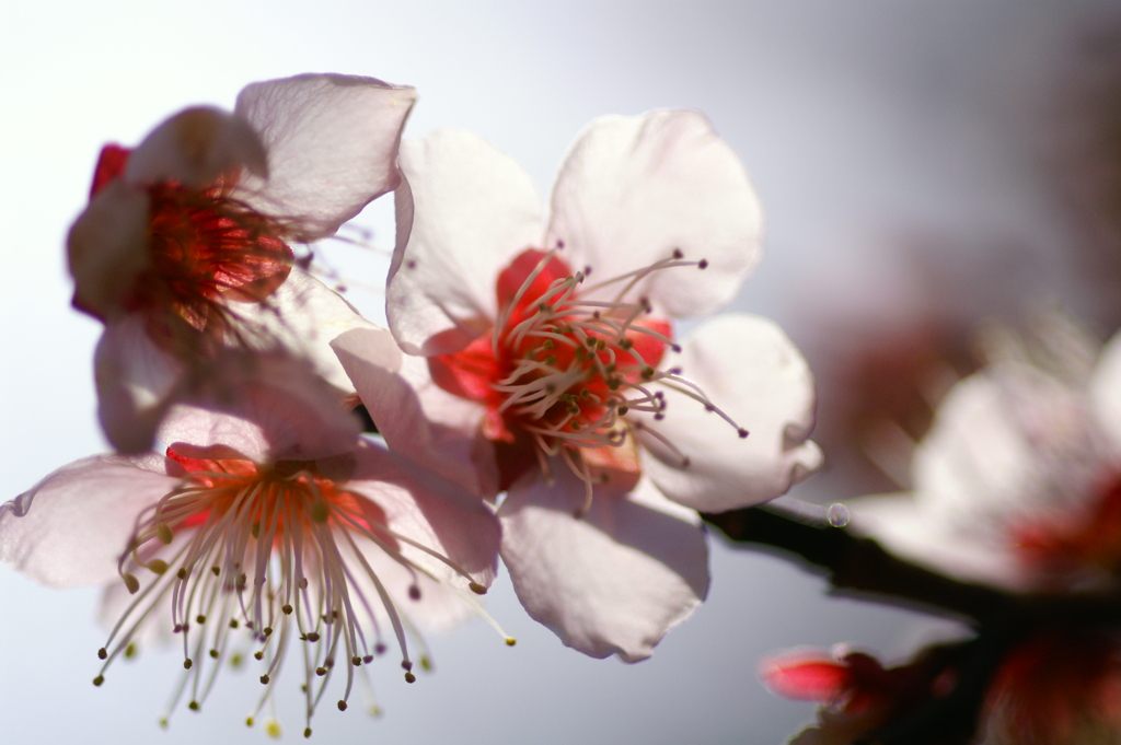 春の薄陽を受けて