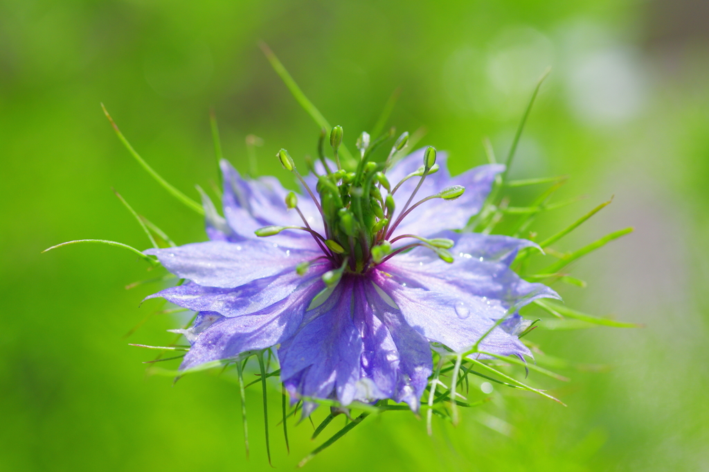 庭に咲く花67「ニゲラ青」