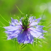 庭に咲く花67「ニゲラ青」