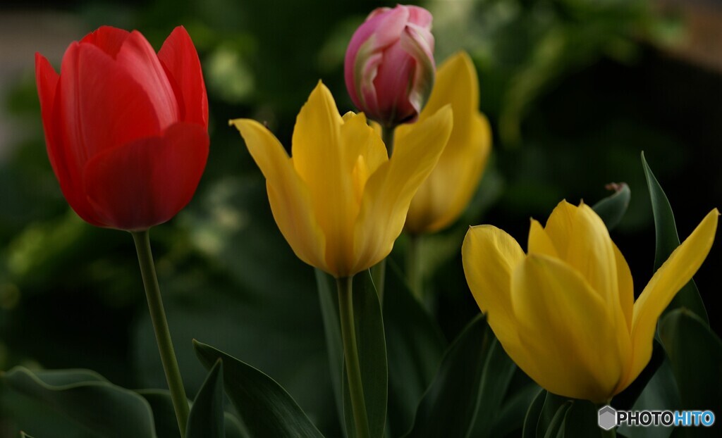 庭に咲く花28「チューリップ①」