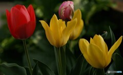 庭に咲く花28「チューリップ①」