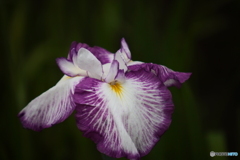 花菖蒲3「肥後系＝松濤」