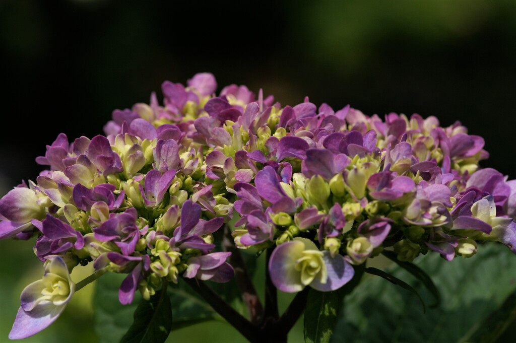 紫陽花２「舞孔雀」
