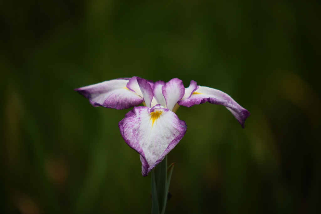 花菖蒲5「江戸系＝初紅」