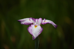 花菖蒲5「江戸系＝初紅」