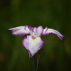 花菖蒲5「江戸系＝初紅」