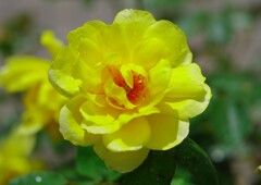 庭に咲く花65「薔薇②」