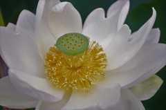 White Lotus