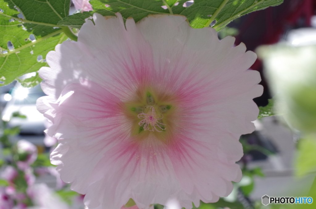 庭に咲く花91「タチアオイ＝桃色」