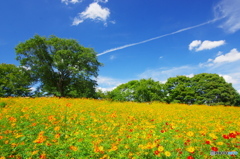 青空＆飛行機雲＆花の丘