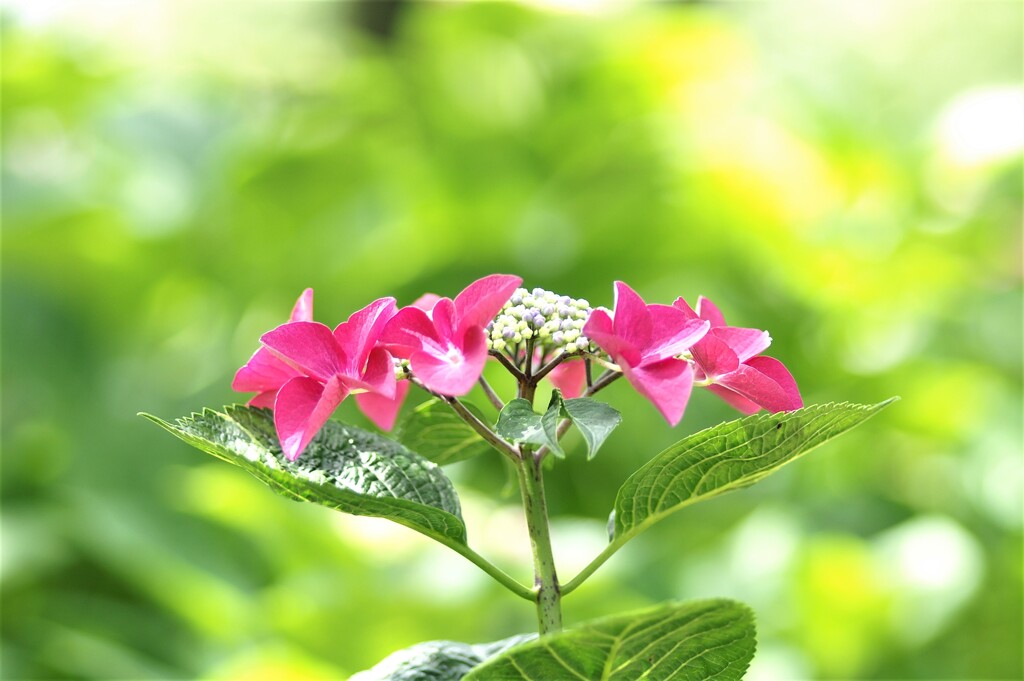 紫陽花１「ロードシュバンツ」