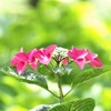紫陽花１「ロードシュバンツ」
