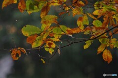 オールドレンズで撮る７「氷雨の跡形」