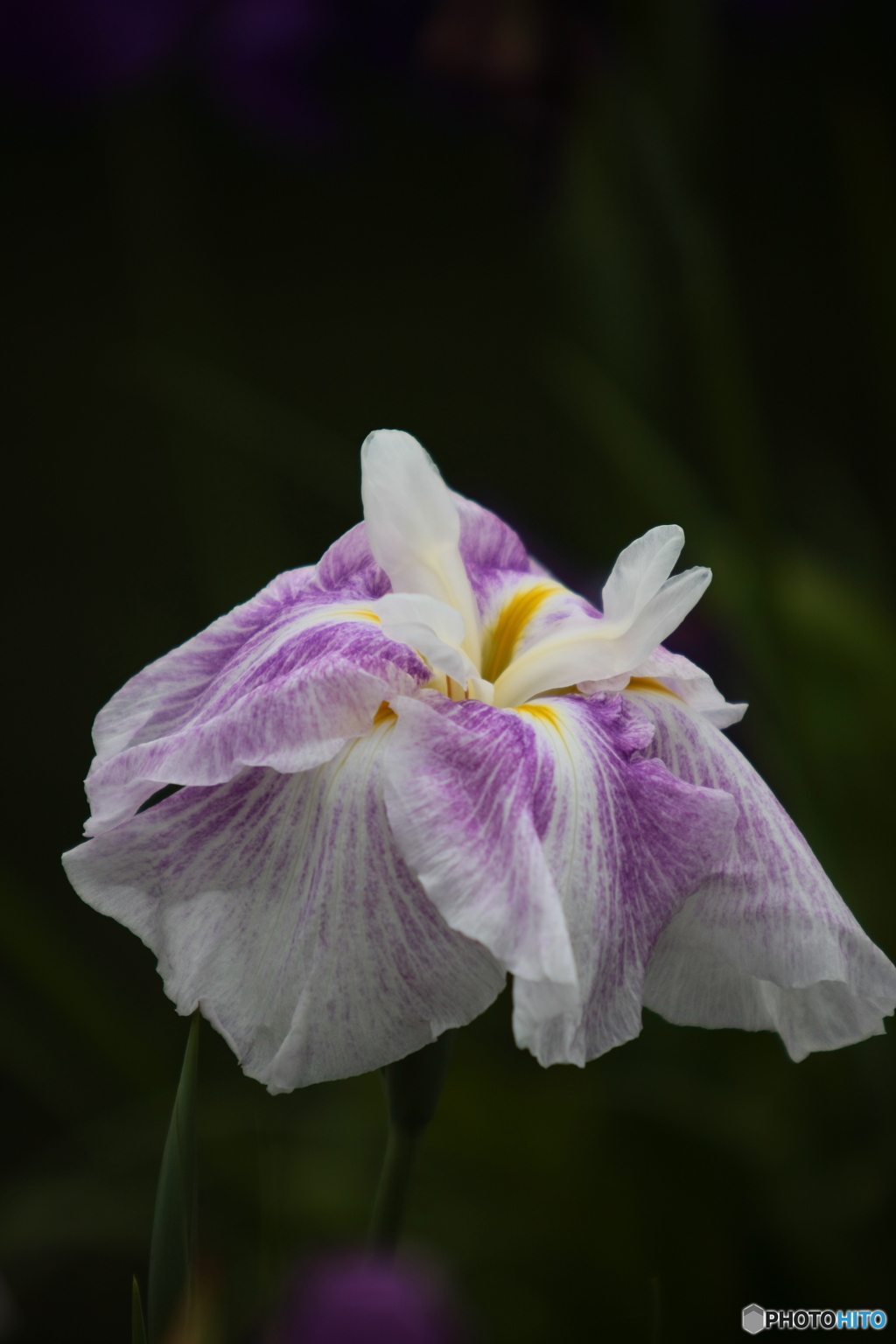 花菖蒲2「伊勢系=紅の糸」