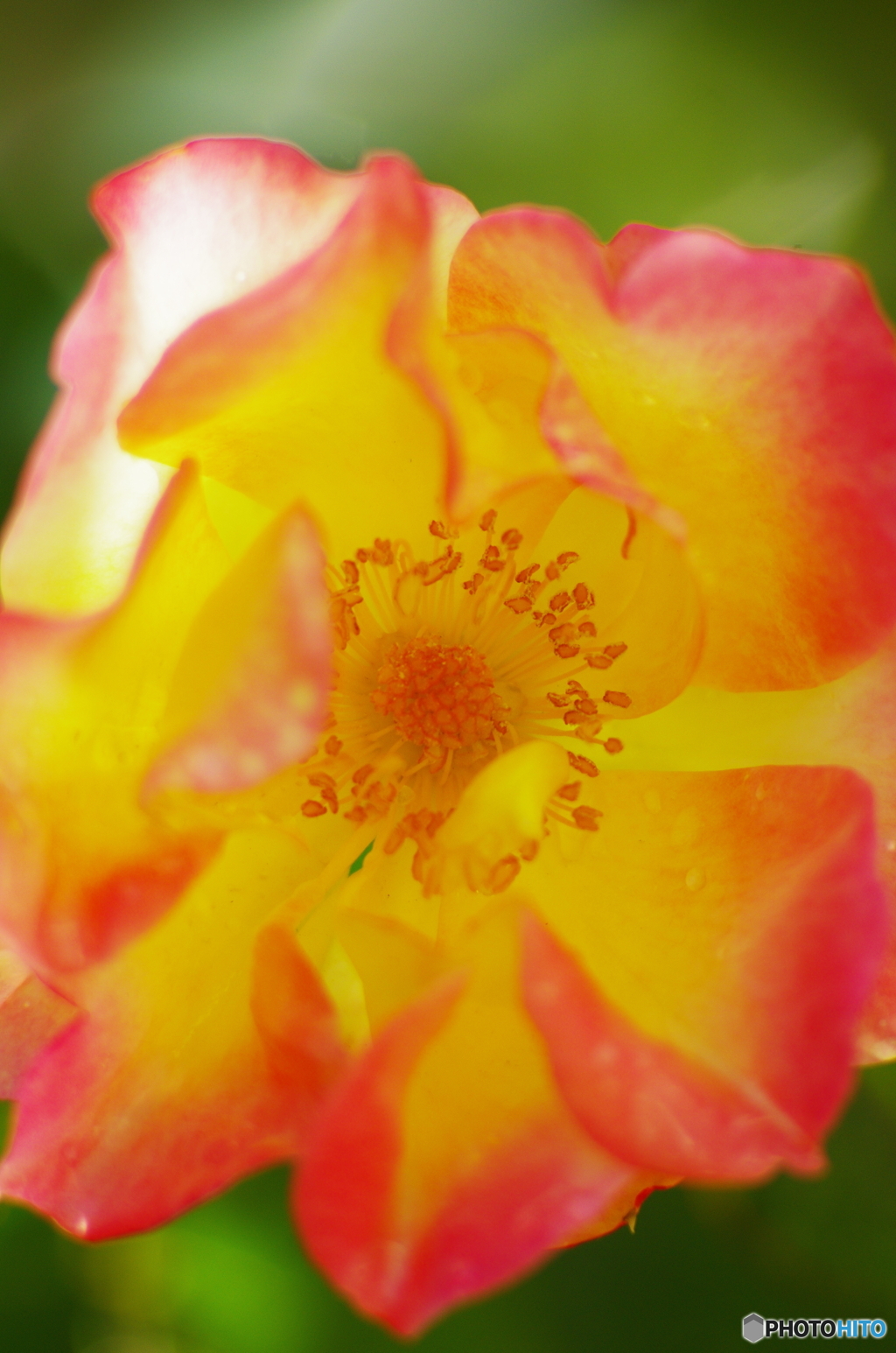 庭に咲く花19「薔薇②」
