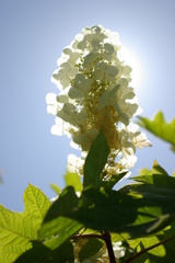 紫陽花の季節１「御光を纏って」