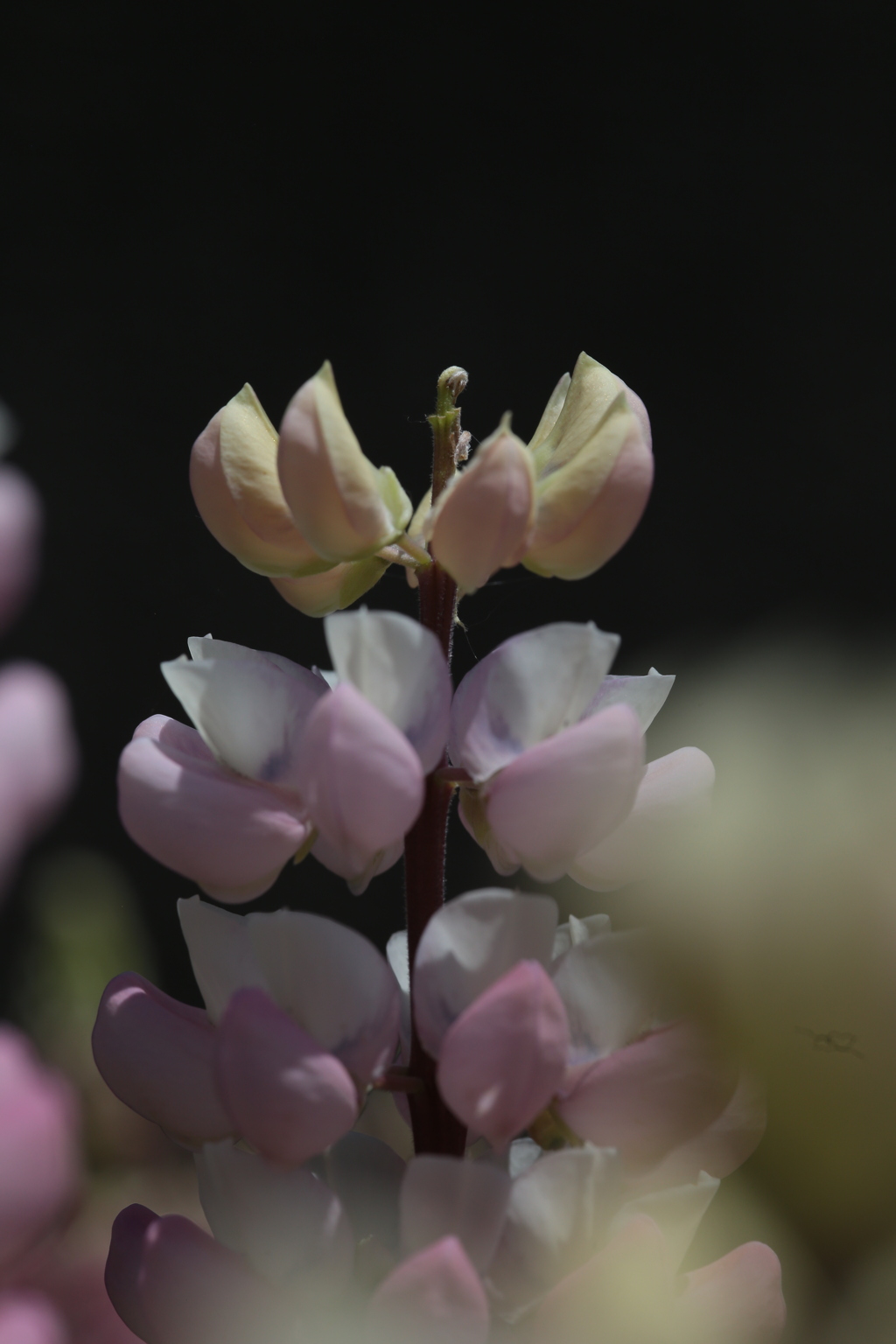 パカッ！と開花。