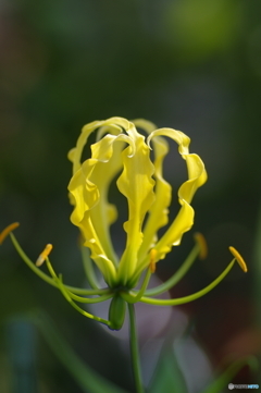 庭に咲く花80「グロリオサ=黄色」