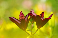 季節の花３「深紅に輝く”ゆり”」