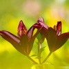 季節の花３「深紅に輝く”ゆり”」