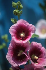 庭に咲く花28「タチアオイー紫色」