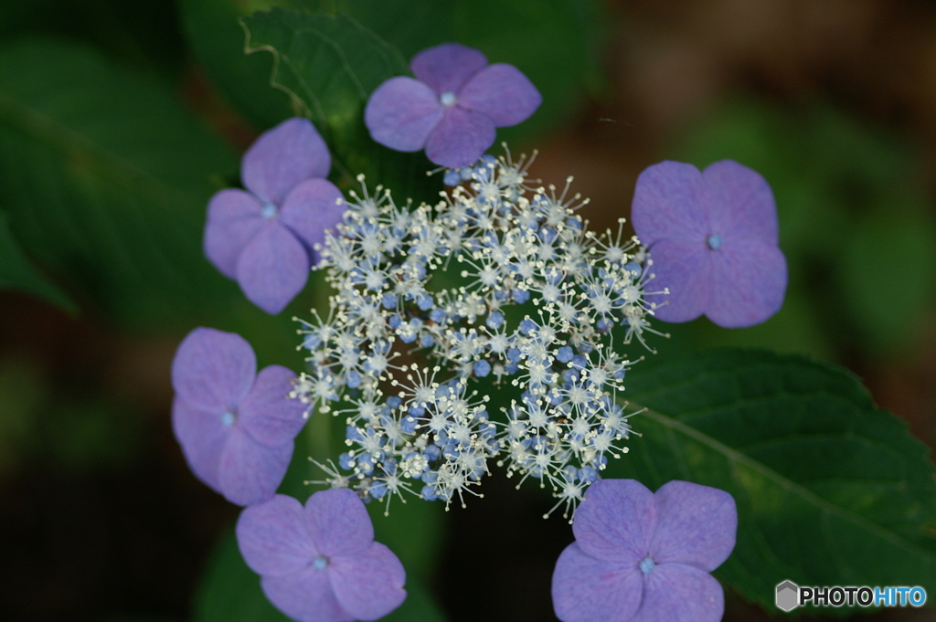 紫陽花シーズン１「打ち上げ花火（宵の星）」