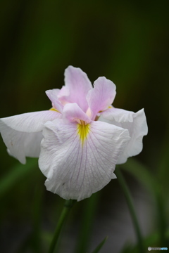 花菖蒲8「しっとりと咲く」
