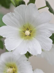 庭に咲く花44「タチアオイー白」