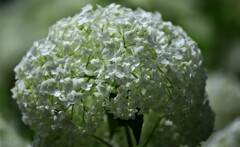 紫陽花「アナベル」