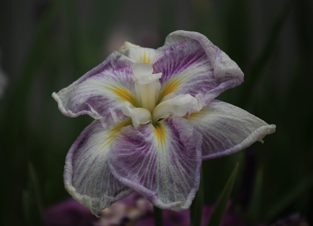 菖蒲の花１「松濤」