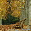 落ち葉とベンチ