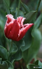 庭に咲く花35「チューリップ⑤」