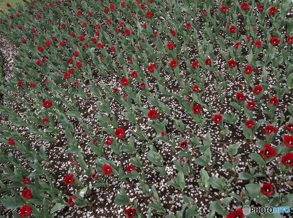 花雪の跡