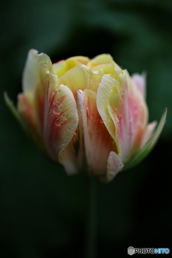 庭に咲く花34「チューリップ④」