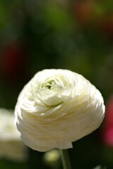 庭に咲く花11「ラナンキュラス白」