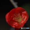マニュアルレンズ＆中間リングNo3で①赤い花