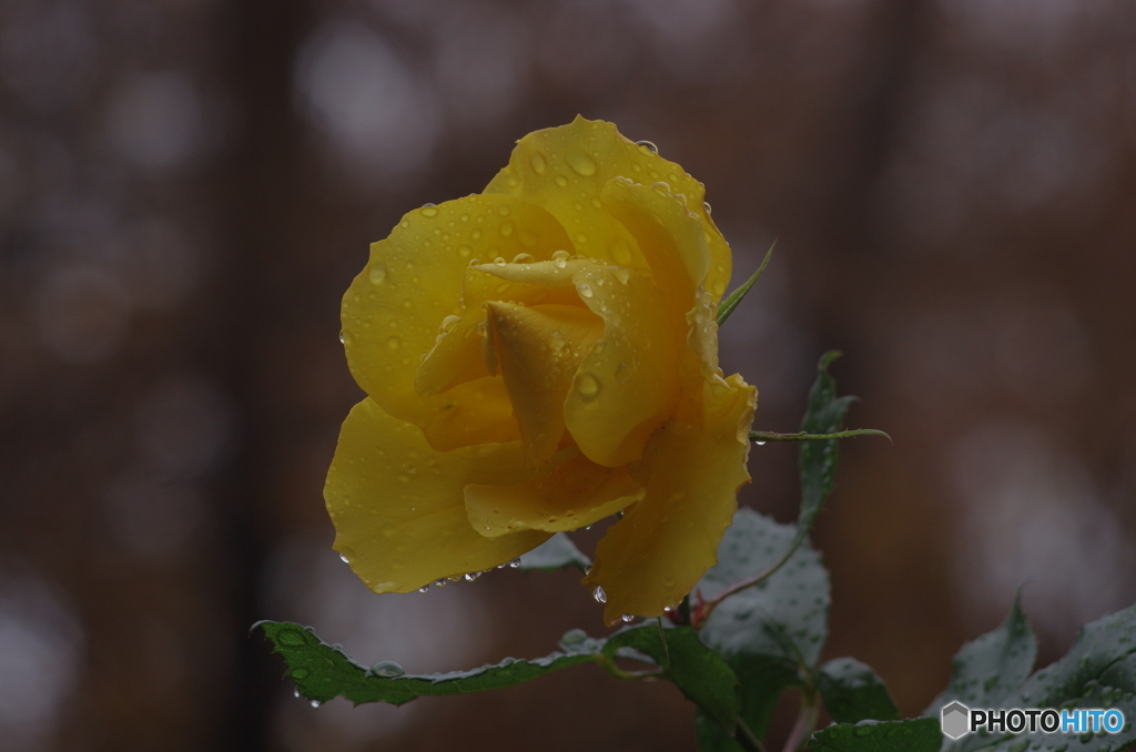 オールドレンズで撮る10「黄薔薇」