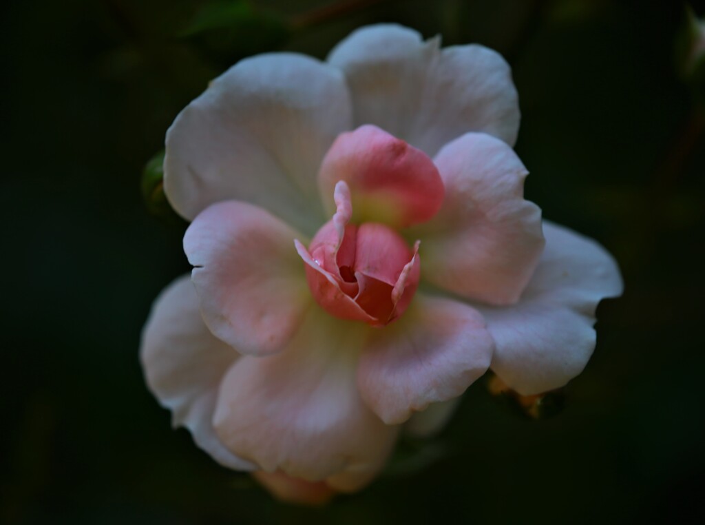 華やかさ・煌びやかさは無いけれども「薔薇です。」
