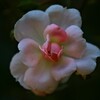 華やかさ・煌びやかさは無いけれども「薔薇です。」