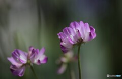 庭に咲く花33「レンゲ①」
