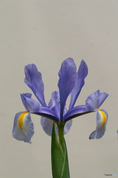庭に咲く花86「アイリス」