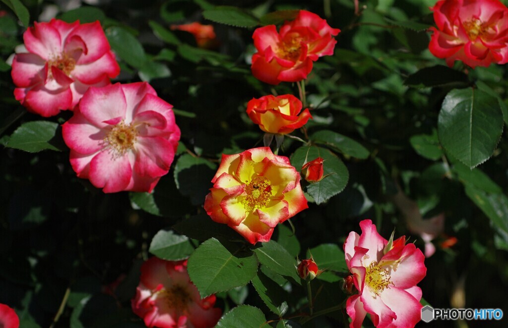 庭に咲く花39「薔薇④」